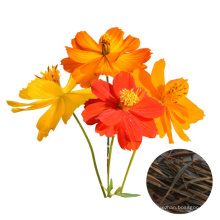 Top quality 1000 seeds  Mixed Color Garden Plant Cosmos sulphureus flower seeds